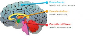 Il cervello rettiliano è una delle tre parti del nostro cervello