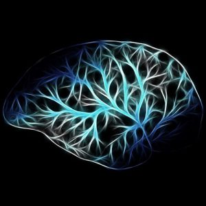 cervello e cervello rettile